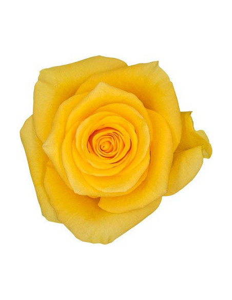 Momentum yellow Rose