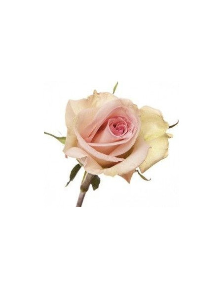 Sophie Pink Rose 50 / 100 / 200 stems