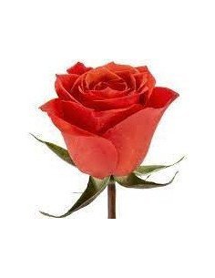 Hilux Orange  Rose 50 / 100 / 200 stems 2