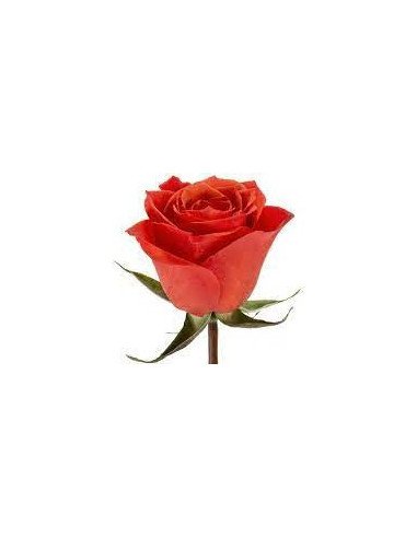 Hilux Orange  Rose 50 / 100 / 200 stems Hilux Orange  Rose 50 / 100 / 200 stems