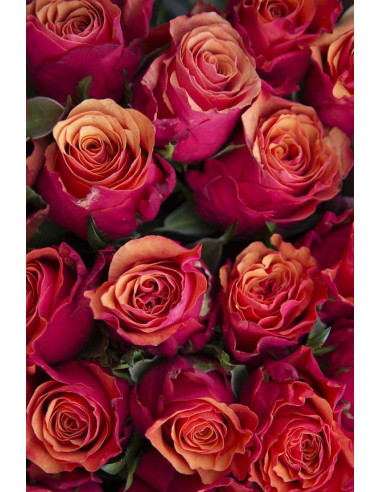 Espana Pink Roses | Premium Wholesale Pink Roses for Designers
