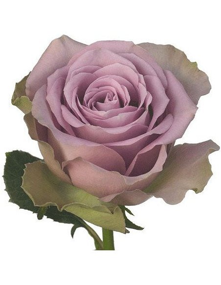Tiara Lavender Rose 50 /  / 100 / 200 stems