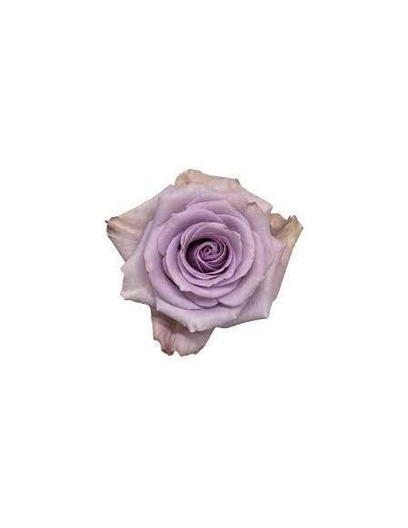 Star Platinum Lavender Rose 50 / 100 / 200 stems