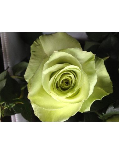Totem Green Roses