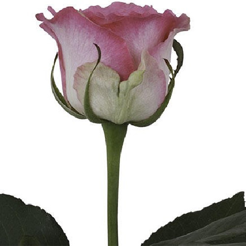 Malibu Pink Rose