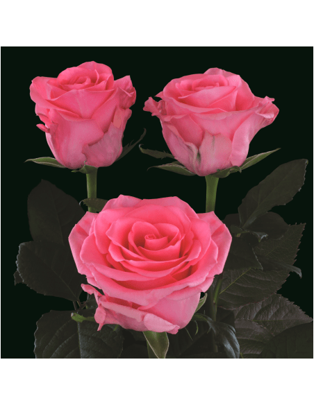 Tabatha Dark Pink  Roses 50 / 100 / 200 stems
