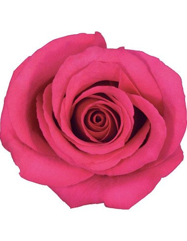 Hot Princess Dark Pink  Roses 50 / 100 / 200 stems