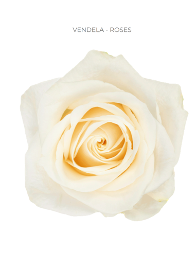 Vendela Cream Rose 50 / 100 / 200 stems