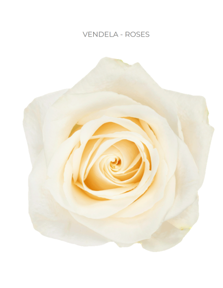Vendela Cream Rose 50 / 100 / 200 stems