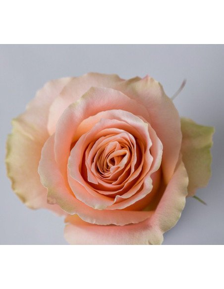 Carpe Diem Creamish Pinkish Rose 50 / 100 / 200 stems