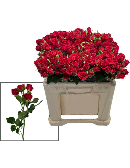 Spray Rose Red Mirabel 40cm / 120 Stems