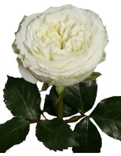 Garden Rose White Mayra's Rose 24 / 36 / 48 stems 2