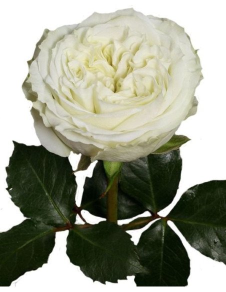 Garden Rose White Mayra's Rose 24 / 36 / 48 stems