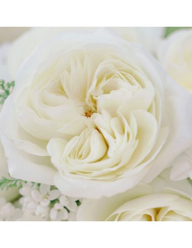 David Austin  Garden Rose Leonora White 24 / 36 / 48 Stems David Austin  Garden Rose Leonora White 24 / 36 / 48 Stems