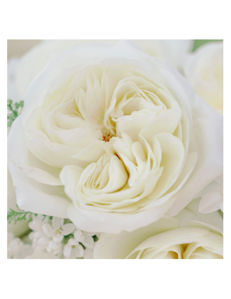 David Austin  Garden Rose Leonora White 24 / 36 / 48 Stems