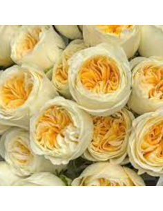 Wholesale Garden Rose Buttercup | Premium Yellow Garden Roses