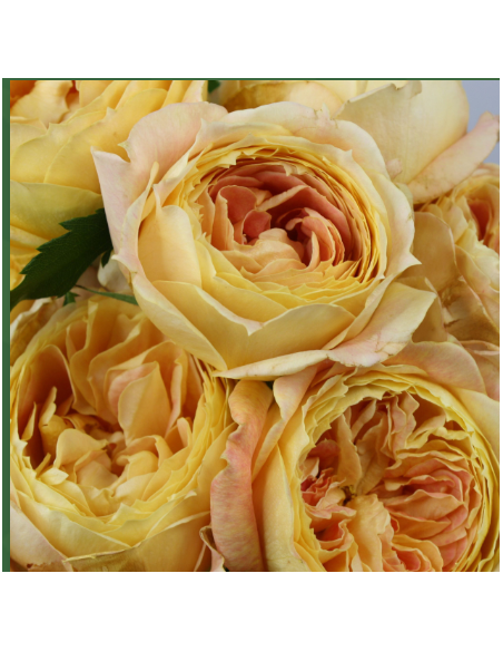 Garden Rose Caramel Antike 24 / 36 / 48 Stems