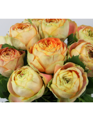 Garden Rose Helios Romantica 24 / 36 / 48 Stems Garden Rose Helios Romantica 24 / 36 / 48 Stems