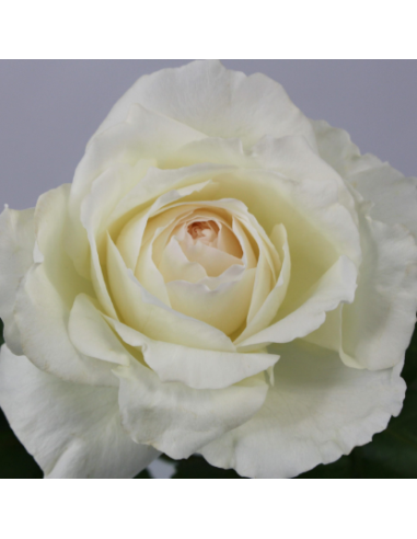 Garden Rose Princess Miyuki 24 / 36 / 48 Stems