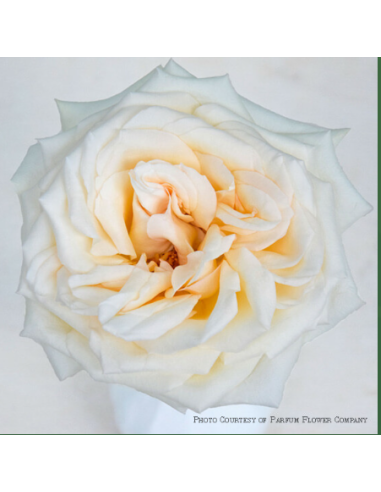 Garden Rose Princess Maya 24 / 36 / 48 Stems Garden Rose Princess Maya 24 / 36 / 48 Stems