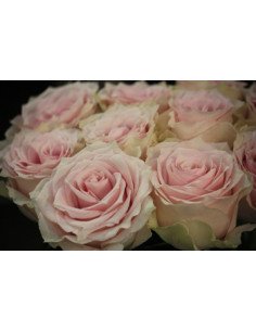 Remembrance Pink Rose