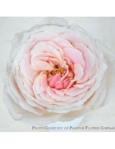 Garden Rose WABARA Tsumugi 24 / 36 / 48 Stems Garden Rose WABARA Tsumugi 24 / 36 / 48 Stems