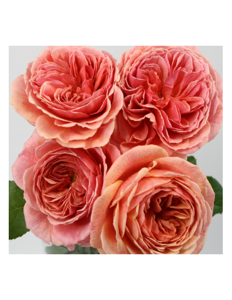 Garden Rose WABARA Kaolikazali™ 24 / 36 / 48 Stems