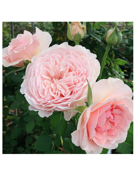 Garden Rose WABARA Senlitsu™ 24 / 36 / 48 Stems