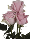 Rosita Vendella Pink Rose