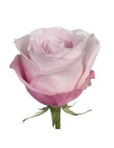 Secret Garden Pink Rose