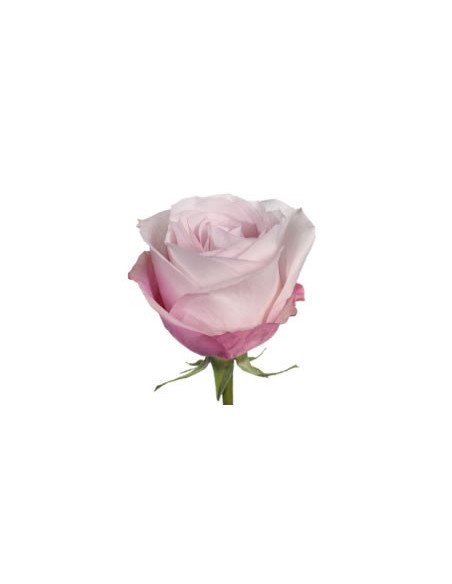 Secret Garden Pink Rose