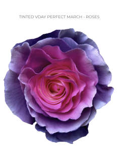 Valentines Day Tinted Roses 50  or 100 Stems 2