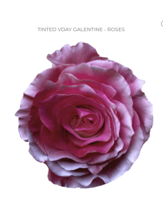 Valentines Day Tinted Roses 50  or 100 Stems 2