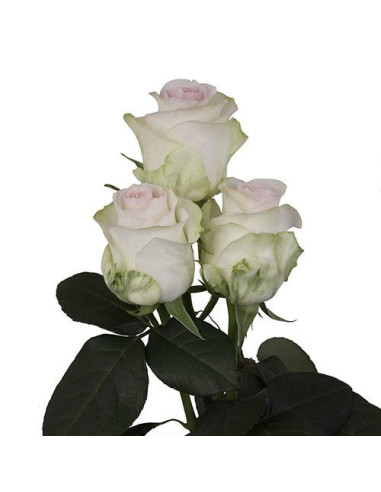 Senorita Pink Rose