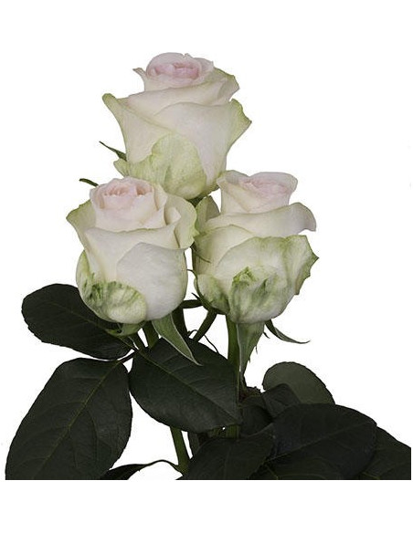 Senorita Pink Rose 50 / 75 / 100 / 200 stems