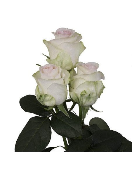 Senorita Pink Rose Senorita Pink Rose