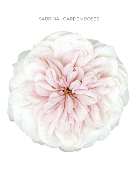 Garden Rose Sabrina 24 / 36 / 48 Stems
