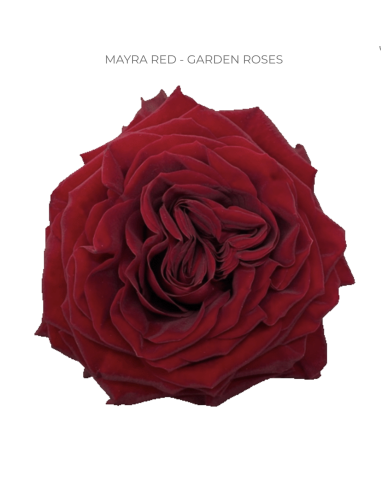 Garden Rose Mayra Red 100 stems Garden Rose Mayra Red 100 stems