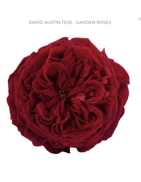 Premium David Austin "TESS" Red Garden Rose 100 stems