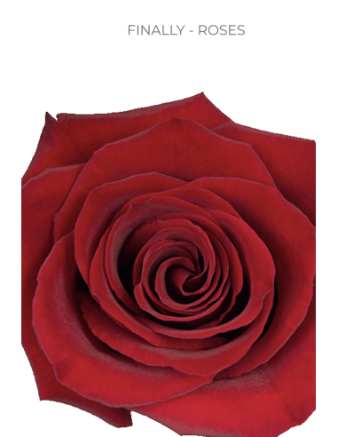FINALLY Red Rose 50 / 100 / 200 stems
