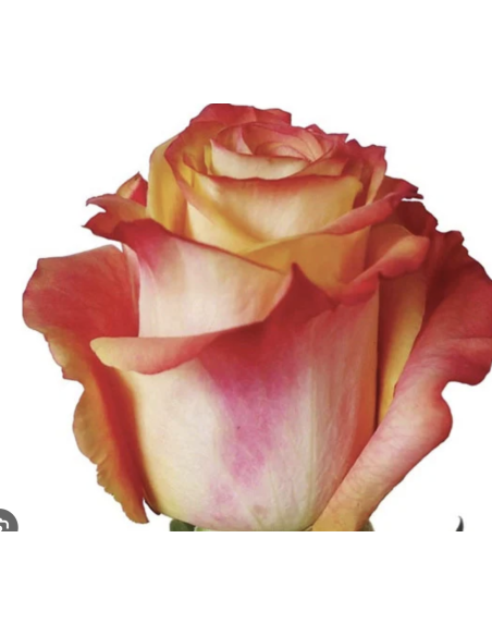 FRAGRANT DELICIOUS 50 / 100 stems