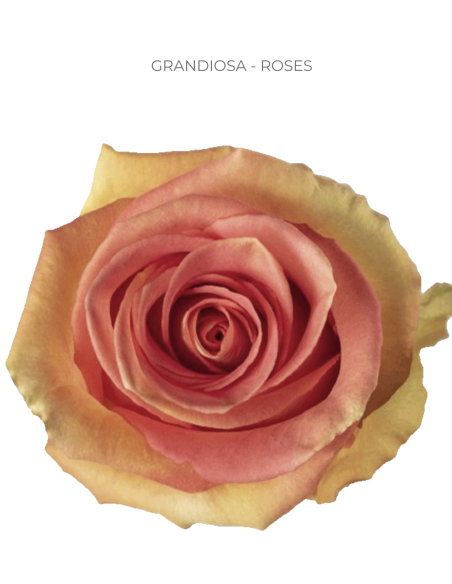 GRAN DONNA 2 tone rose 50 /  / 100 stems