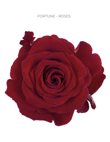 FORTUNE RED ROSE 50 / 100 / 200 stems