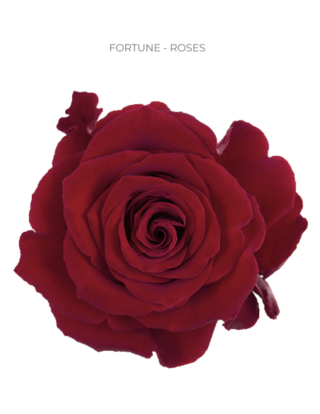 FORTUNE RED ROSE 50 / 100 / 200 stems