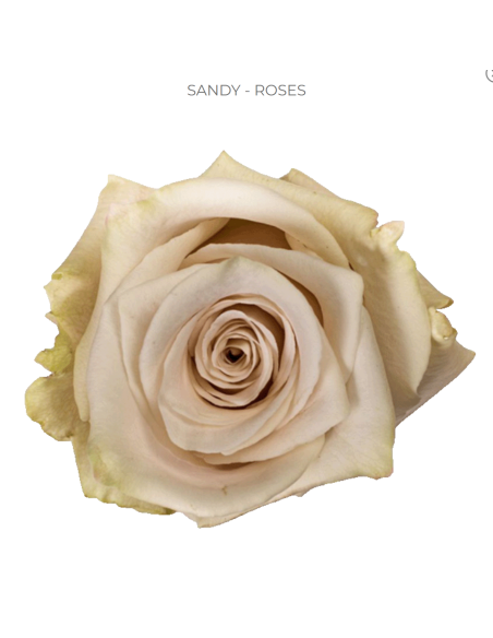 Sandy Roses 100 stems