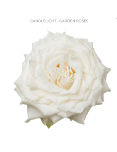 Garden Rose White Candlelight 100  stems 2