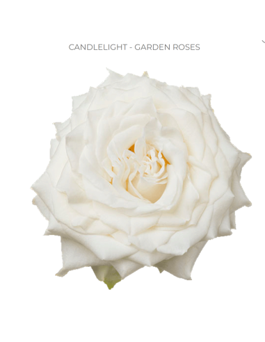 Garden Rose White Candlelight 100  stems Garden Rose White Candlelight 100  stems