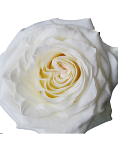 WHITE SHIMMER White Garden Rose