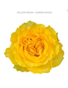 YELLOW REEVA Garden Rose 100 stems