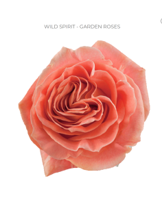 WILD SPIRIT Garden Rose